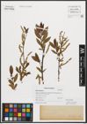 Foto von Salix triandra L.